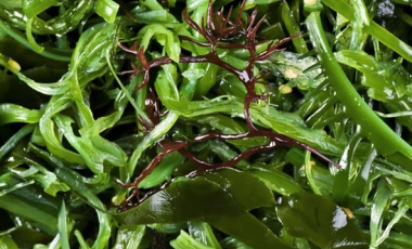 Seaweed being Superfoods